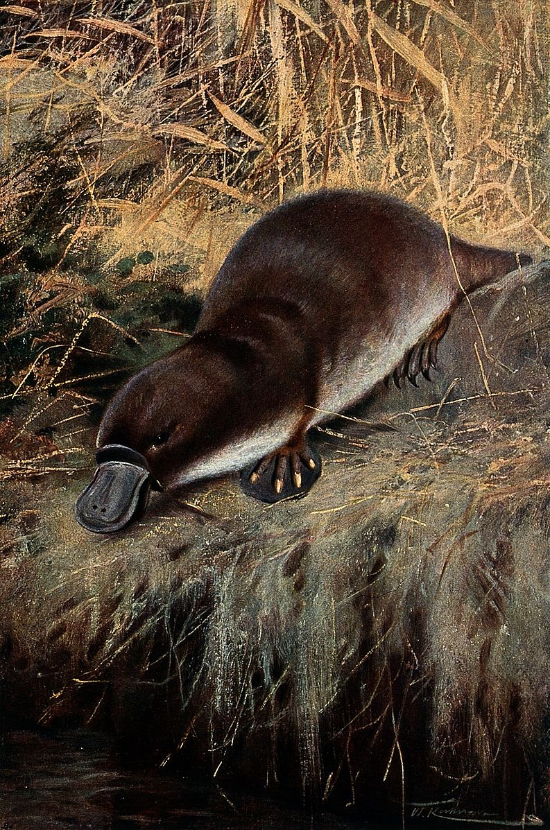 Platypus